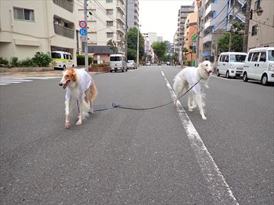 犬の足8本アルコール消毒して いんちょブログ