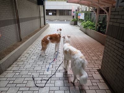 本門寺公園内散策路を徘徊する いんちょブログ