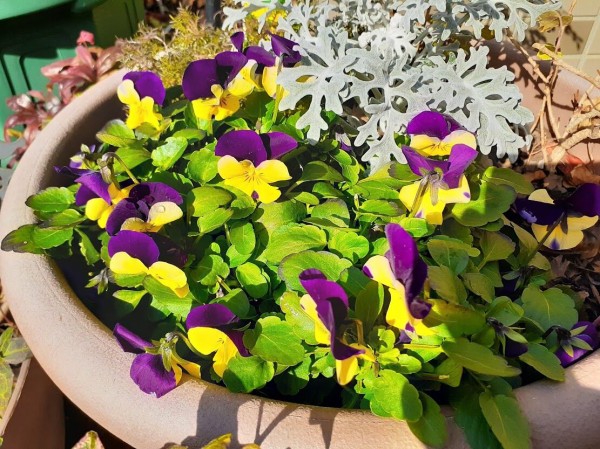今日の庭】ビオラ＆マーガレットの花柄摘み : 花のある暮らし