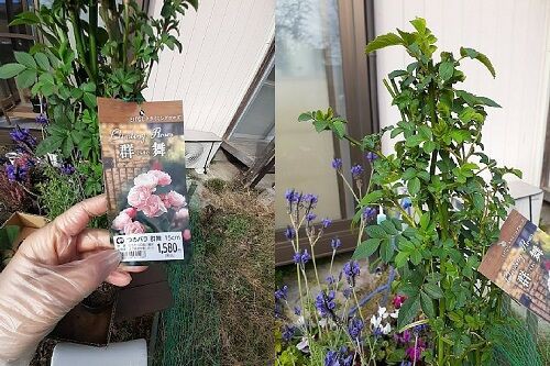 大人買いシリーズ・つるバラ「群舞」とクレマチスとガーデン