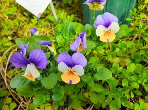 花が咲き終わったら早めに花がらを摘む２つの理由と花によって異なる方法 花のある暮らし