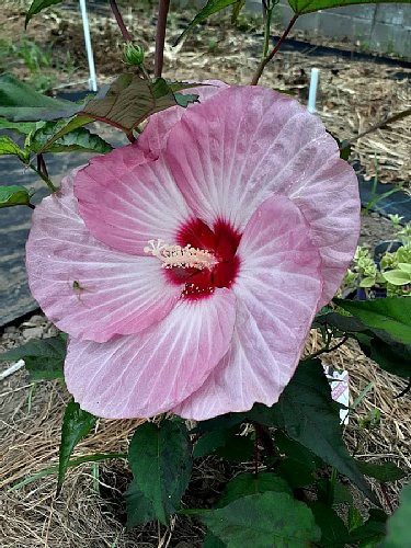 ピンクのハイビスカスが咲き始めましたぁ～(^O^)／ : 花のある暮らし