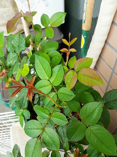 今日のベランダ ガザニアとミニバラの フォーエバー と ほほえみ とワイヤープランツと 花のある暮らし