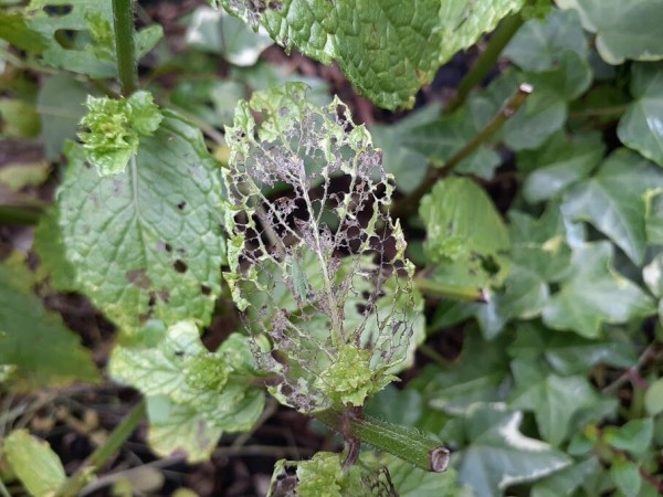 ビオラ 秋から春まで長 く楽しませてくれるスミレ科 スミレ属の多年草 花のある暮らし