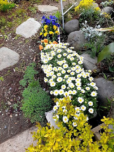 宿根草ブルンネラと満開のノースポールと姫ライラックとペチコート水仙