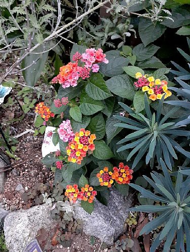 秋の庭花＊ランタナとバラと赤葉ケイトウとオキザリスとスーパー