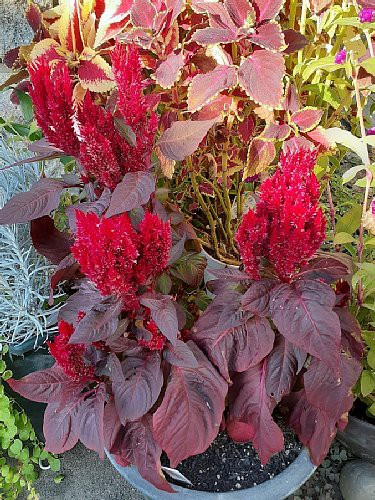 ジニアと赤葉ケイトウと千日紅と日々草とポリゴナムと大根の間引き菜と