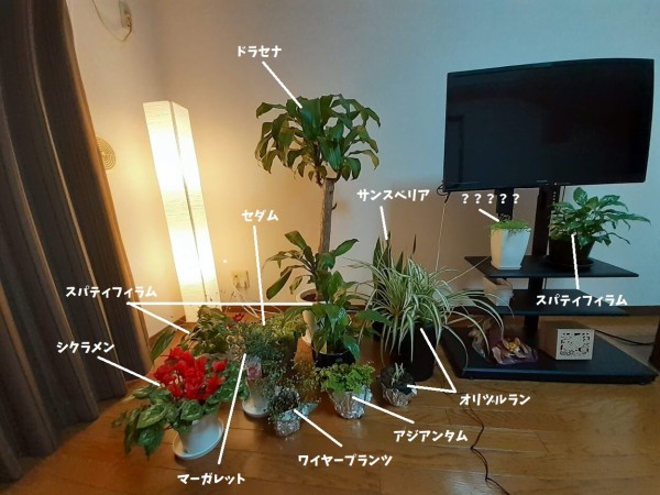 我が家の観葉植物たち 寒さ対策が遅れるとこんな事に 花のある暮らし