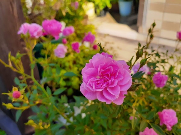 ミニバラの「ほほえみ」を急きょ植替え : 花のある暮らし