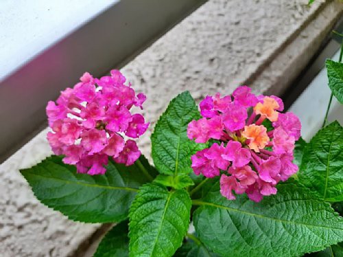 ランタナ様☆ 専用ページ☆ 楽天市場】草花の苗/ランタナ：七変化3号ポット（ピンクと黄色