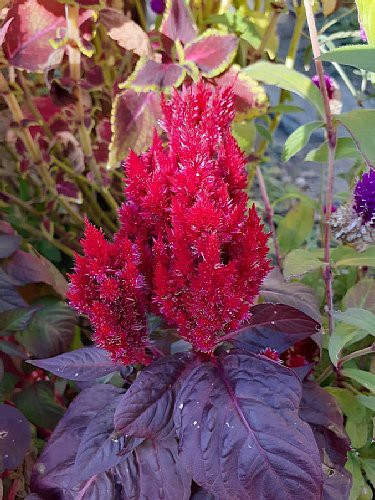 ナチュラル秋寄せ植え】ジニア×ケイトウ×千日紅／優しい色合いの