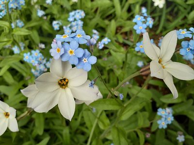 ハナニラとワスレナグサ（忘れな草） : 花のある暮らし