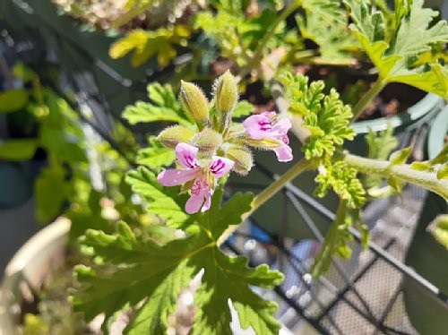 今日のベランダ ゼラニウムにランタナ マリーゴールドが咲いたよ 花のある暮らし