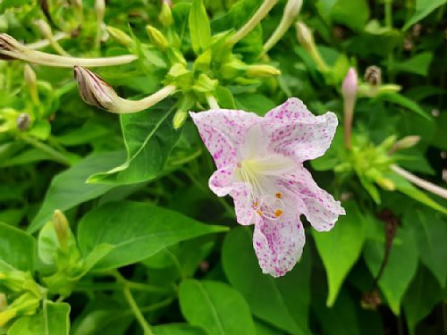夕方になると咲き始め夜通し甘い香りを放つオシロイバナ 花のある暮らし