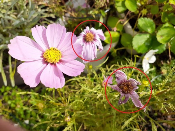 花が咲き終わったら早めに花がらを摘む２つの理由と花によって異なる方法 花のある暮らし