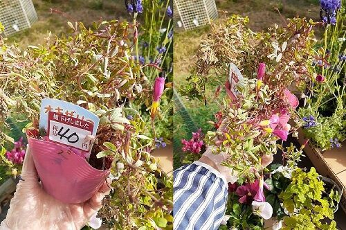 大人買いシリーズ・つるバラ「群舞」とクレマチスとガーデン