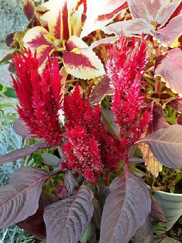 ジニアと赤葉ケイトウと千日紅と日々草とポリゴナムと大根の間引き菜と