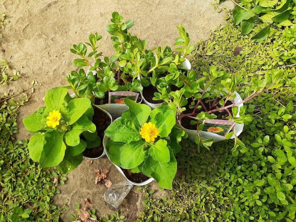 猛暑でも元気 秋まで楽しめるメランポジウム と間違えて買ったサンビタリア 花のある暮らし