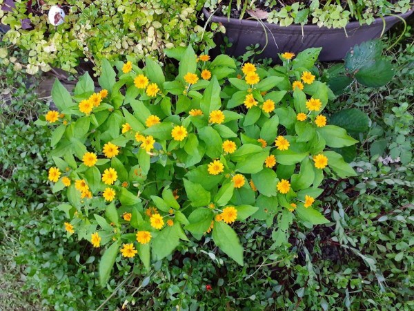 猛暑でも元気 秋まで楽しめるメランポジウム と間違えて買ったサンビタリア 花のある暮らし