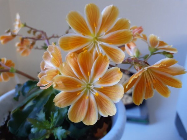 冬から春まで咲くレウィシアは暖かい部屋より屋外が好きなんだって E ﾌｰﾝ 花のある暮らし