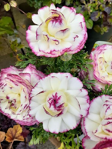 ラナンキュラスとクリスマスローズ : 花のある暮らし