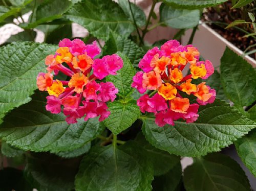 スーパーランタナの七変化ぶりがスゴ過ぎるΣ(￣□￣|||) : 花の