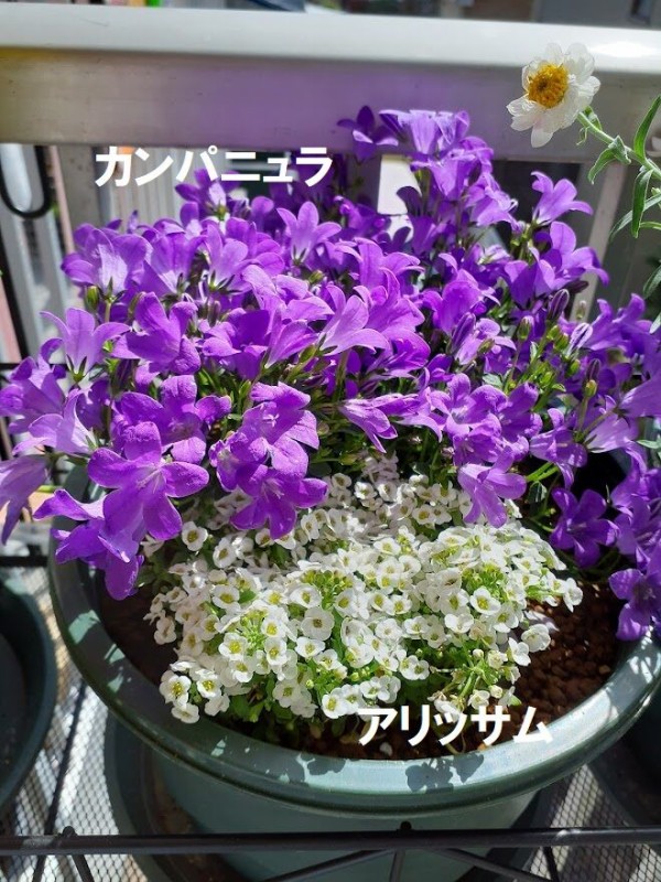 カンパニュラとディモルフォセカを寄せ植えしました 花のある暮らし カンパニュラとディモルフォセカを寄せ植えしました 花のある暮らし
