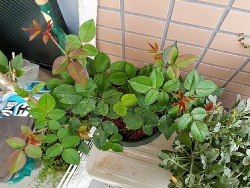 今日のベランダ ガザニアとミニバラの フォーエバー と ほほえみ とワイヤープランツと 花のある暮らし