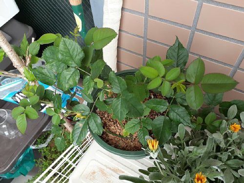 今日のベランダ ガザニアとミニバラの フォーエバー と ほほえみ とワイヤープランツと 花のある暮らし