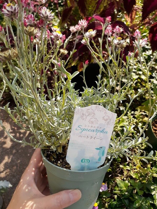 シンカルファ ハートクィーン タネ 種