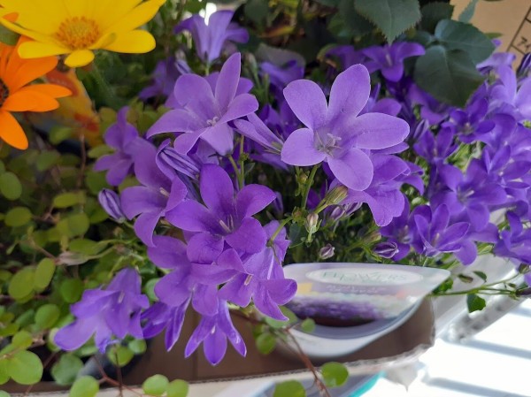 カンパニュラとディモルフォセカを寄せ植えしました 花のある暮らし カンパニュラとディモルフォセカを寄せ植えしました 花のある暮らし