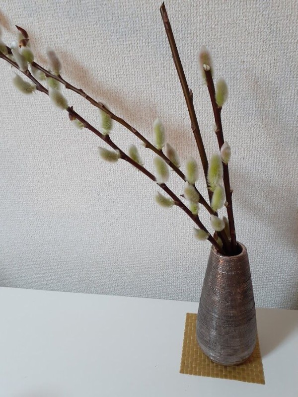 増やし方 お正月に飾っていた猫柳をプランターに植えてみた 花のある暮らし