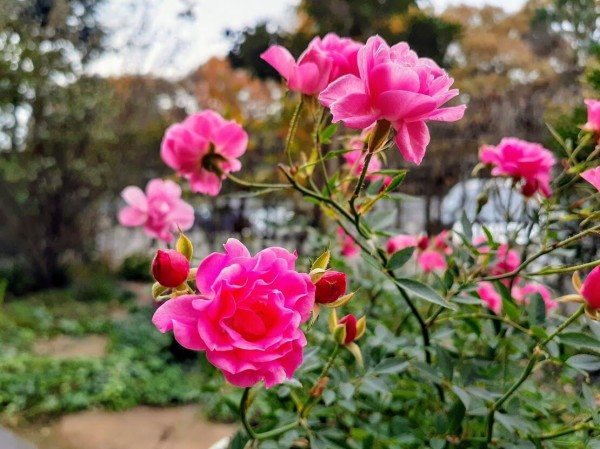 ミニバラの「ほほえみ」を急きょ植替え : 花のある暮らし