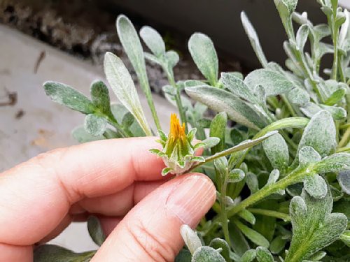 今日のベランダ ガザニアとミニバラの フォーエバー と ほほえみ とワイヤープランツと 花のある暮らし