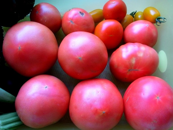 トマトに液肥を追肥 スーの家の自然栽培で家庭菜園12ヶ月
