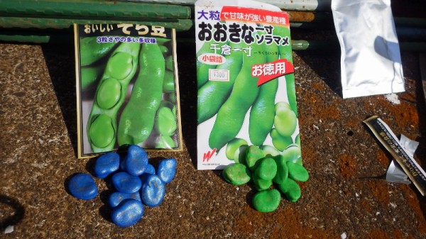 そら豆の播種 直播 スーの家の自然栽培的オーガニック家庭菜園12ヶ月