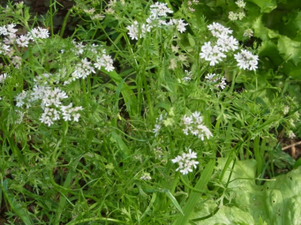 ディル イノイド パクチー ローリエ スーの家の自然栽培で家庭菜園12ヶ月