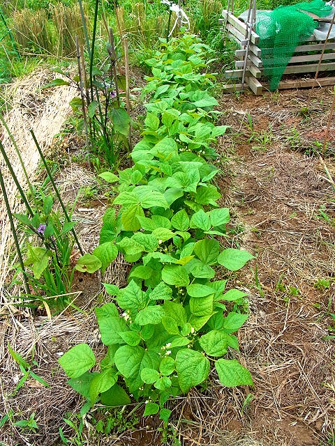 インゲン豆 スーの家の自然栽培で家庭菜園12ヶ月