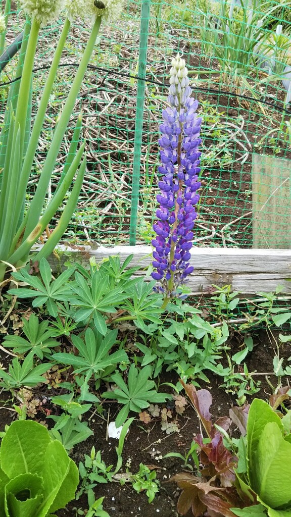ダイソー種 ルピナス が咲いた スーの家の自然栽培で家庭菜園12ヶ月