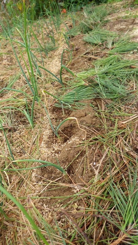 玉ねぎに草木灰 スーの家の自然栽培で家庭菜園12ヶ月