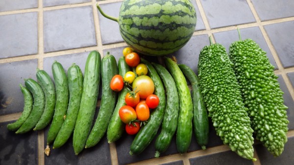 自然栽培キュウリのお世話と糖度測定 スーの家の自然栽培で家庭菜園12ヶ月