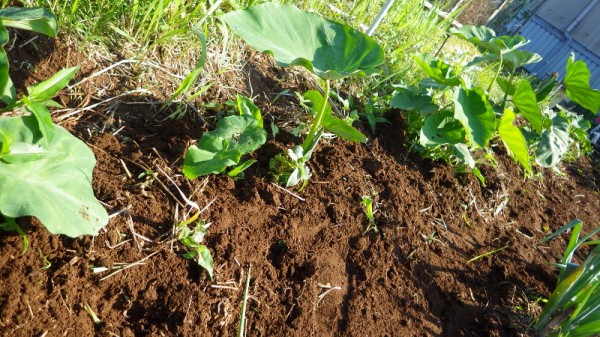 里芋 セレベス 土寄せと米ぬかを追肥 スーの家の自然栽培で家庭菜園12ヶ月