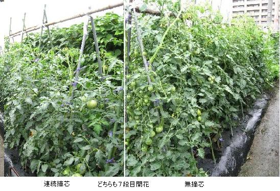 とまとの整枝 連続摘芯栽培 スーの家の自然栽培で家庭菜園12ヶ月