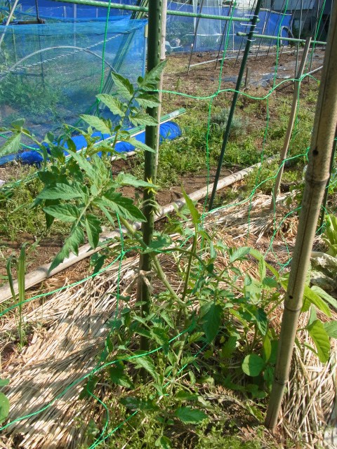 トマトの誘引にキュウリネットを張ってみた スーの家の自然栽培的オーガニック家庭菜園12ヶ月