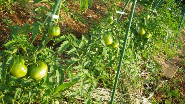 大玉トマトの摘心１回目 連続摘芯栽培18 5 24 スーの家の自然栽培で家庭菜園12ヶ月