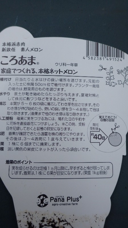 サンライズメロンと素人メロン ころあま スーの家の自然栽培で家庭菜園12ヶ月