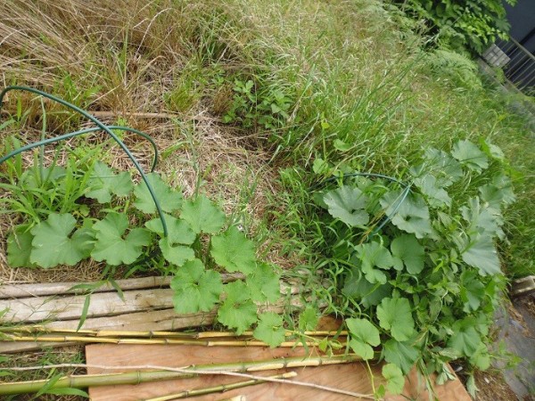 スクナ南瓜と宿儺南瓜 スーの家の自然栽培で家庭菜園12ヶ月