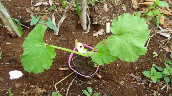 初めてのズッキーニ栽培 スーの家の自然栽培的オーガニック家庭菜園12ヶ月