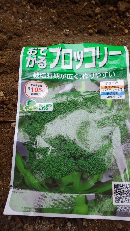 ブロッコリー播種 プランター古土利用 スーの家の自然栽培で家庭菜園12ヶ月
