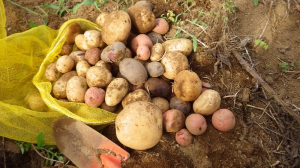 春 夏 ジャガイモの土中保存 スーの家の自然栽培で家庭菜園12ヶ月